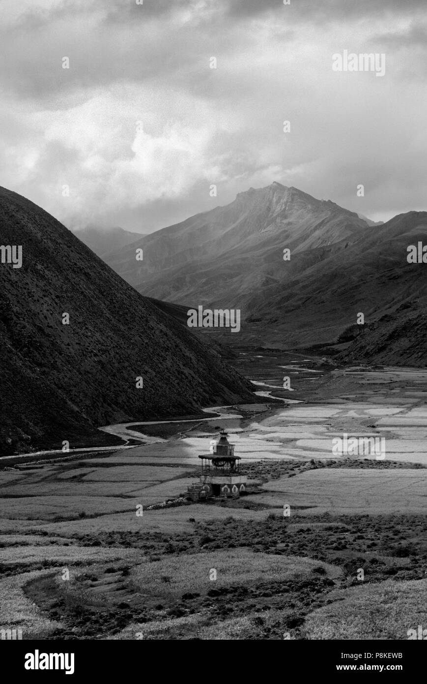 Buddista tibetano CHORTEN ed alta altitudine HIMALAYAN orzo o campi di TSAMPA NEL FARE TARAP VALLEY - DOLPO, NEPAL Foto Stock