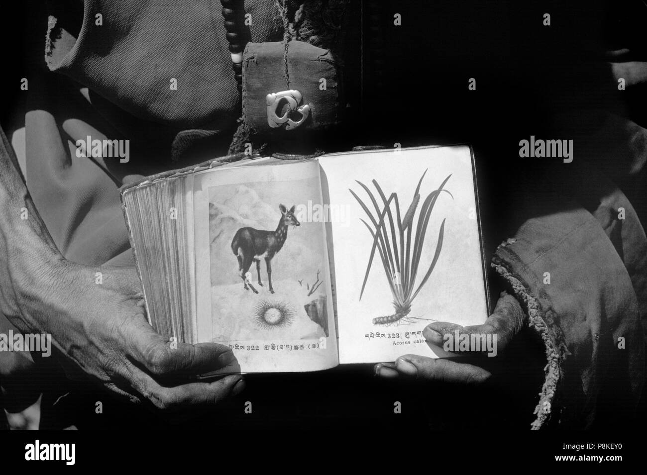 L'ALCHI LAMA (Monaco) Visualizza i disegni di un muschio di cervi e la guarigione dell'erba in un libro di medicina tibetana - DOLPO, NEPAL Foto Stock