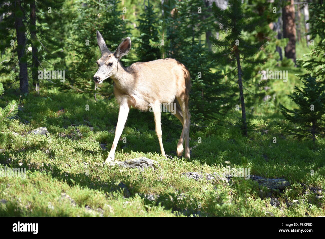 Mule Deer in the wild in movimento Foto Stock