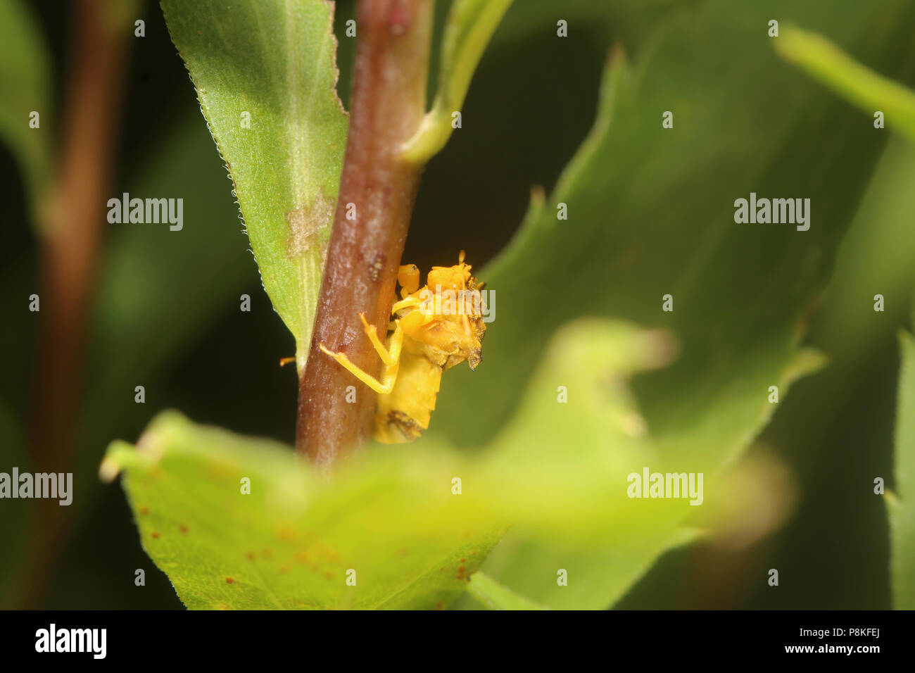 Imboscata bug, un tipo di "Assassin Bug". Trovato nel Dakota del Sud, Stati Uniti. Foto Stock