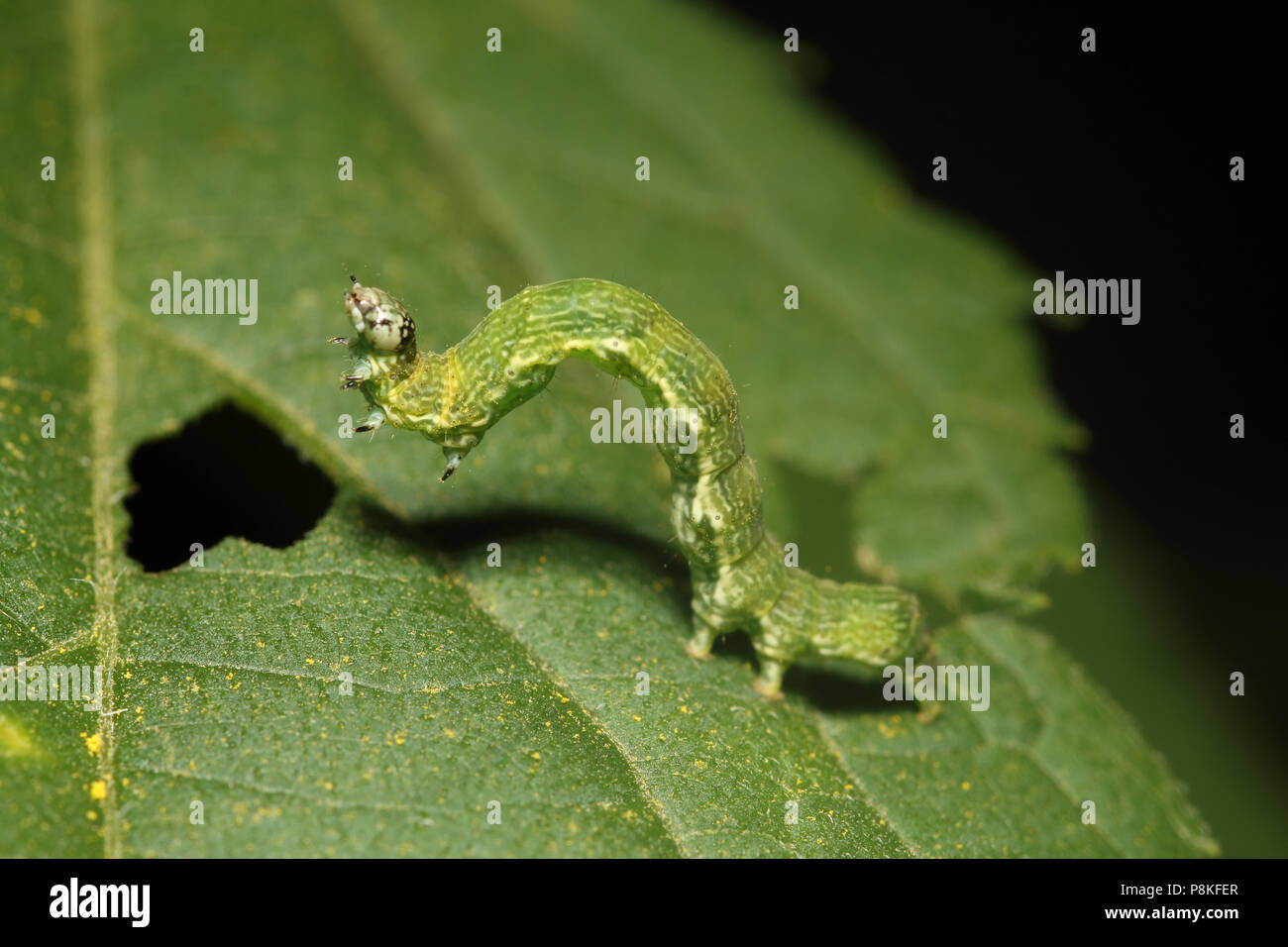 La caduta degli uccelli Moth - Caterpillar - Ponometia Agosto 13th, 2015 Brandon, SD Foto Stock