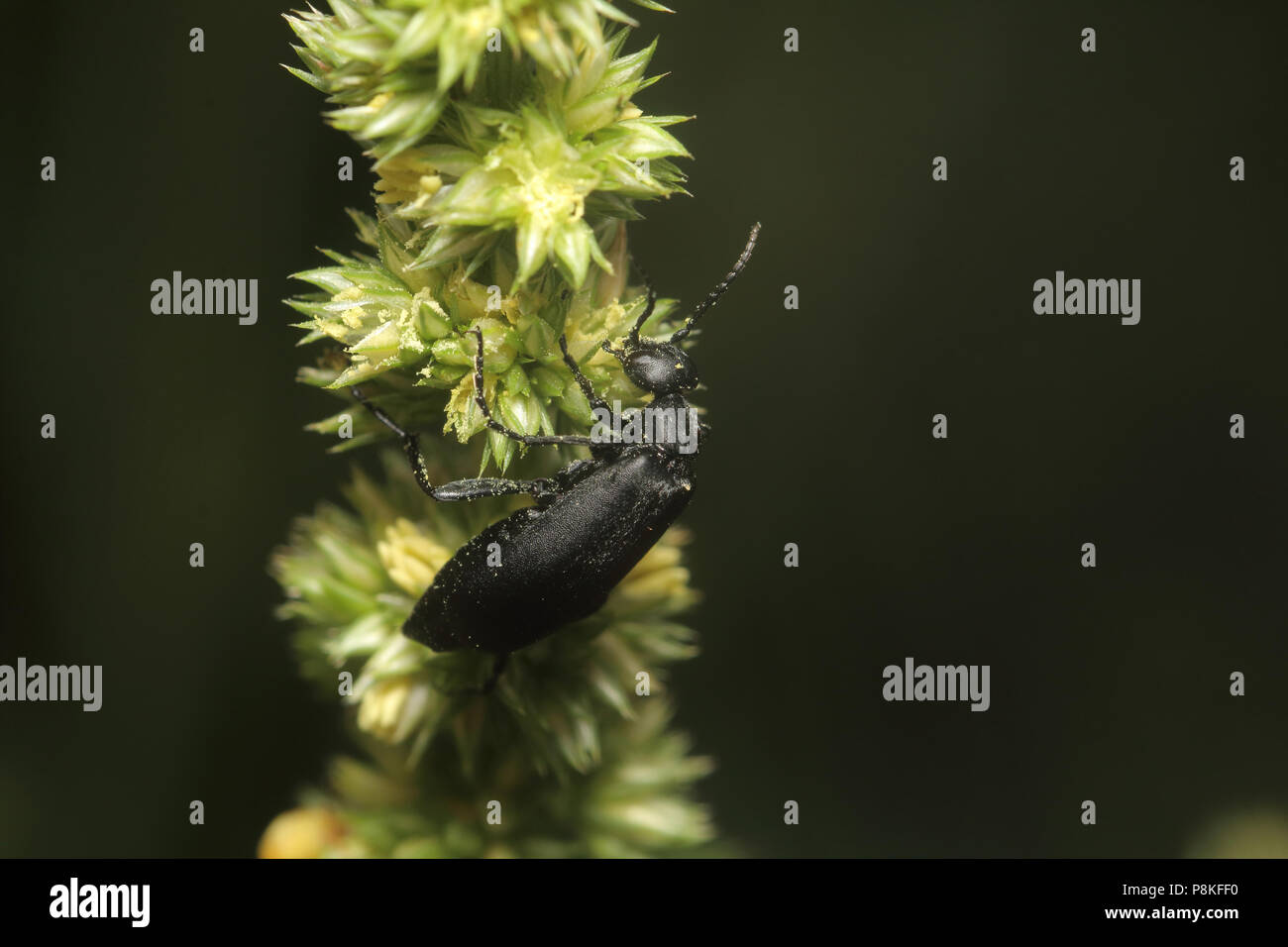 Blister Beetle - Epicauta August 9th, 2015 vicino a Brandon, SD Foto Stock
