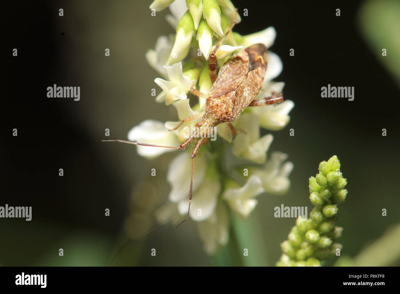 Impianto offuscata Bug - Neurocolpus August 8th, 2015 Minnehaha County, SD Foto Stock