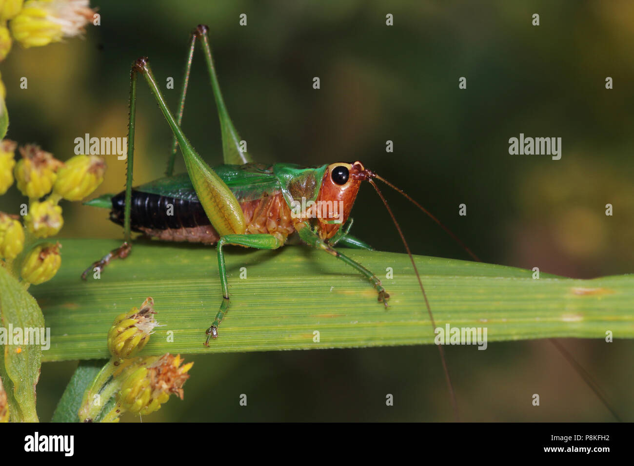 Minore Katydid Prato - Conocephalus Agosto 25th, 2015 Brandon, SD Foto Stock