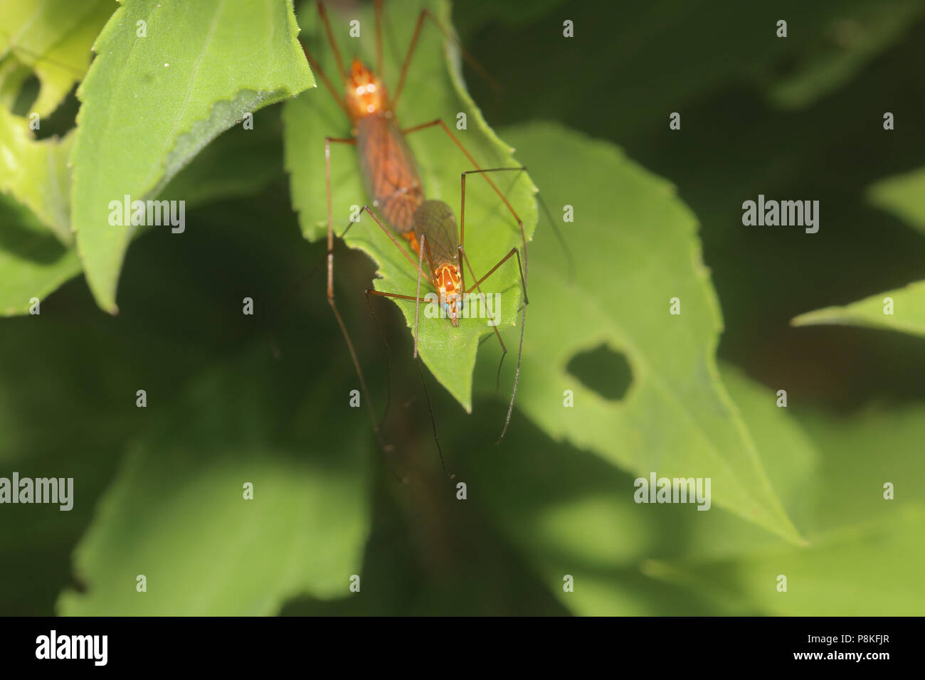 Tiger Crane Fly - Nephrotoma August 9th, 2015 vicino a Brandon, SD Foto Stock