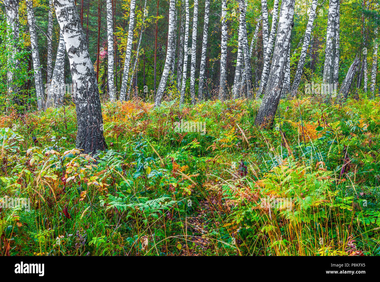 Colori luminosi di autunno foresta. Foto Stock