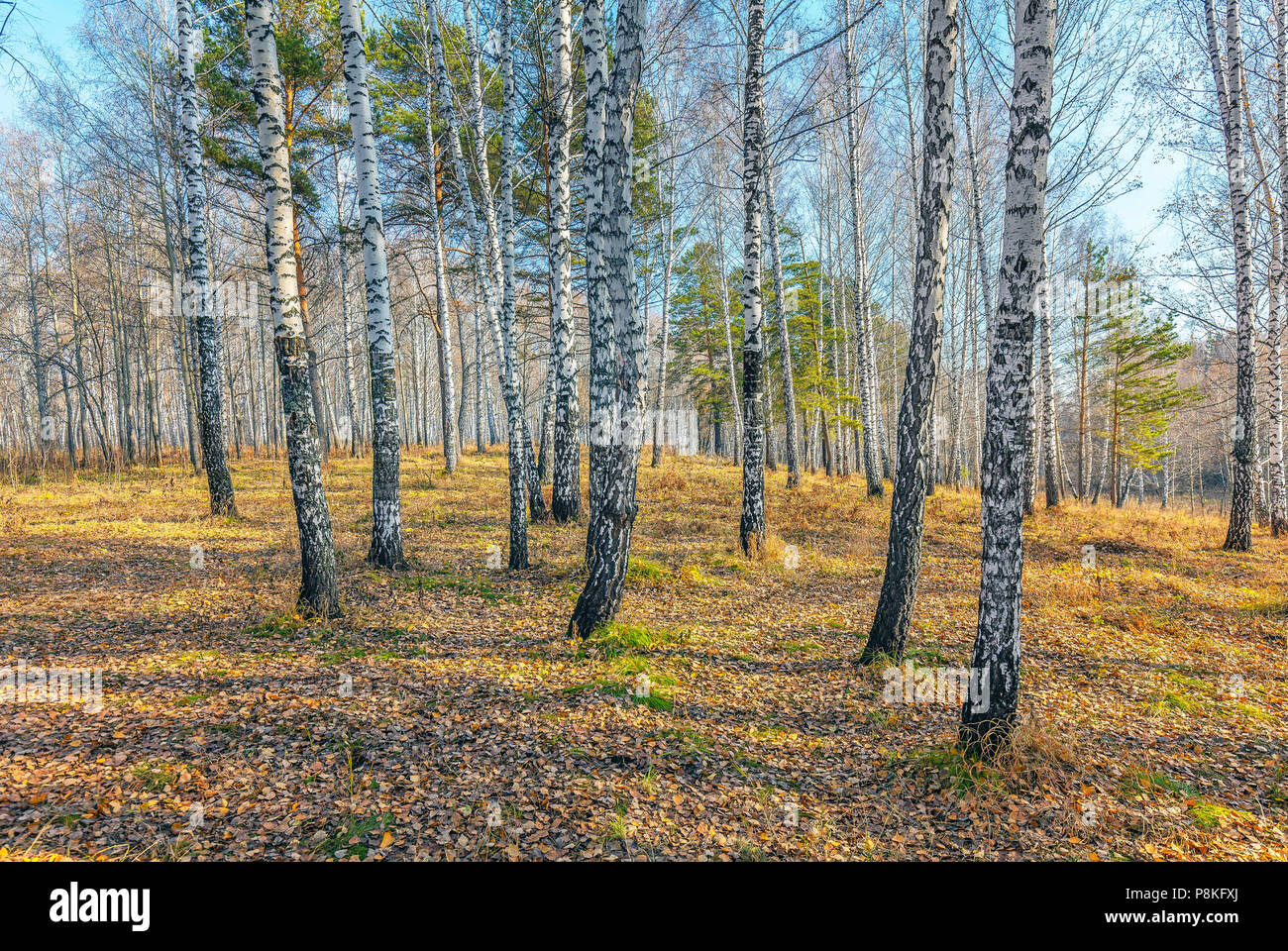 Il tardo autunno nella foresta siberiana. Foto Stock