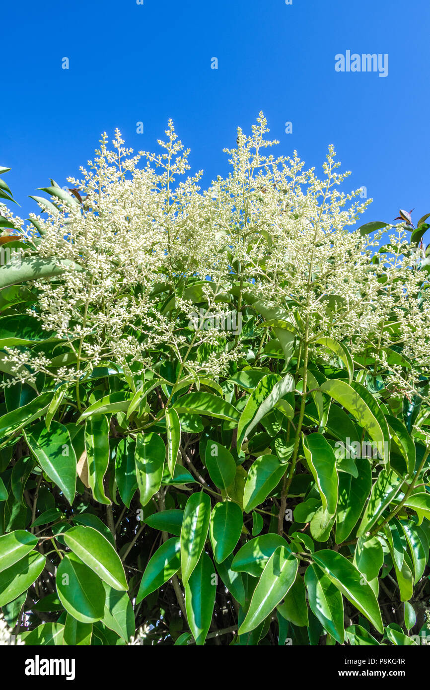 Fioritura di foglia di cera Ligustrum Japonicum (Ligustro) - Francia. Foto Stock