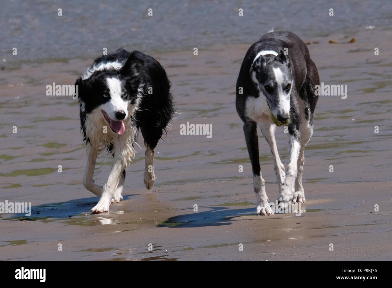 Due cani a correre verso la telecamera e divertirsi sulla spiaggia sabbiosa della baia del nord, Scarborough Foto Stock