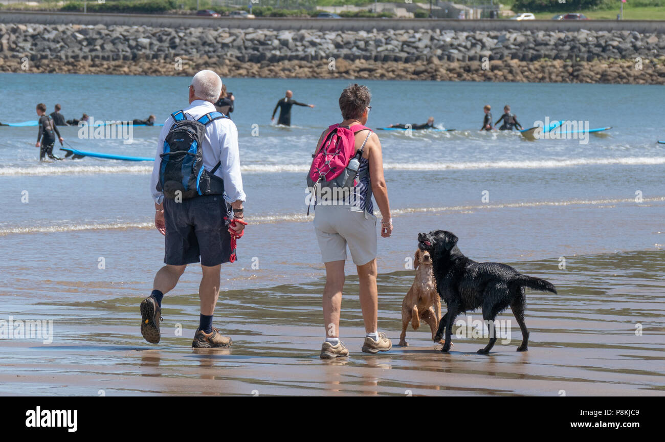 Cane a camminare e giocare sulle spiagge del Nord Yorkshire Foto Stock