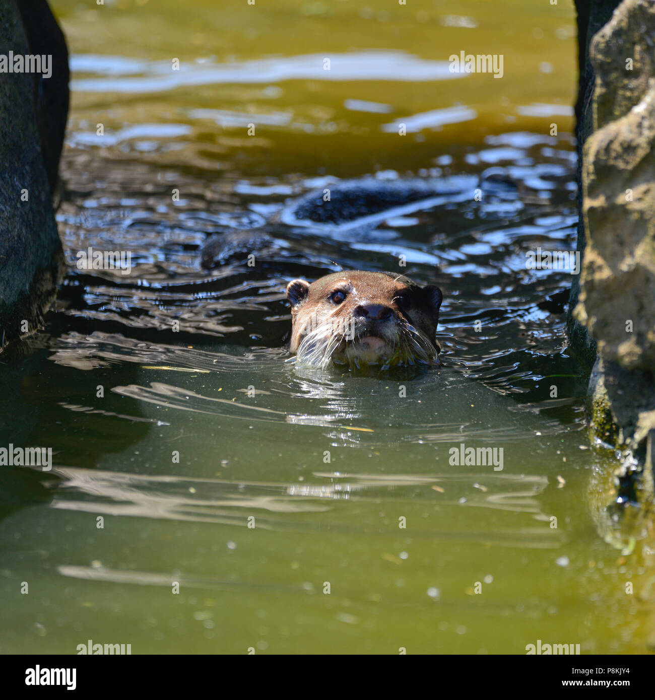 Più piccolo al mondo lontra, Asian Small artigliato Otter Aonyx Cinerus sulle rocce in presenza di luce solare Foto Stock