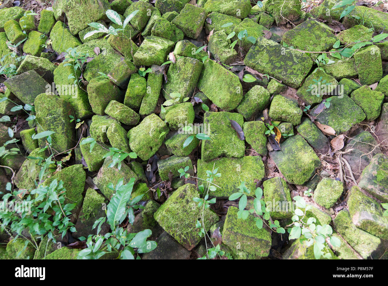 Le rovine khmer di Sambor Prei Kuk rovine a nord della città di Kampong Thom della Cambogia. Cambogia, Kampong Thom, novembre 2017, Foto Stock