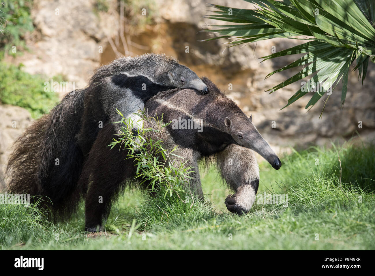 Un gigante Anteater porta il suo bambino in un giardino zoologico in Texas. Nativo di America Centrale e America del Sud, Formichieri Giganti sono vulnerabili alla estinzione nel selvaggio. Foto Stock