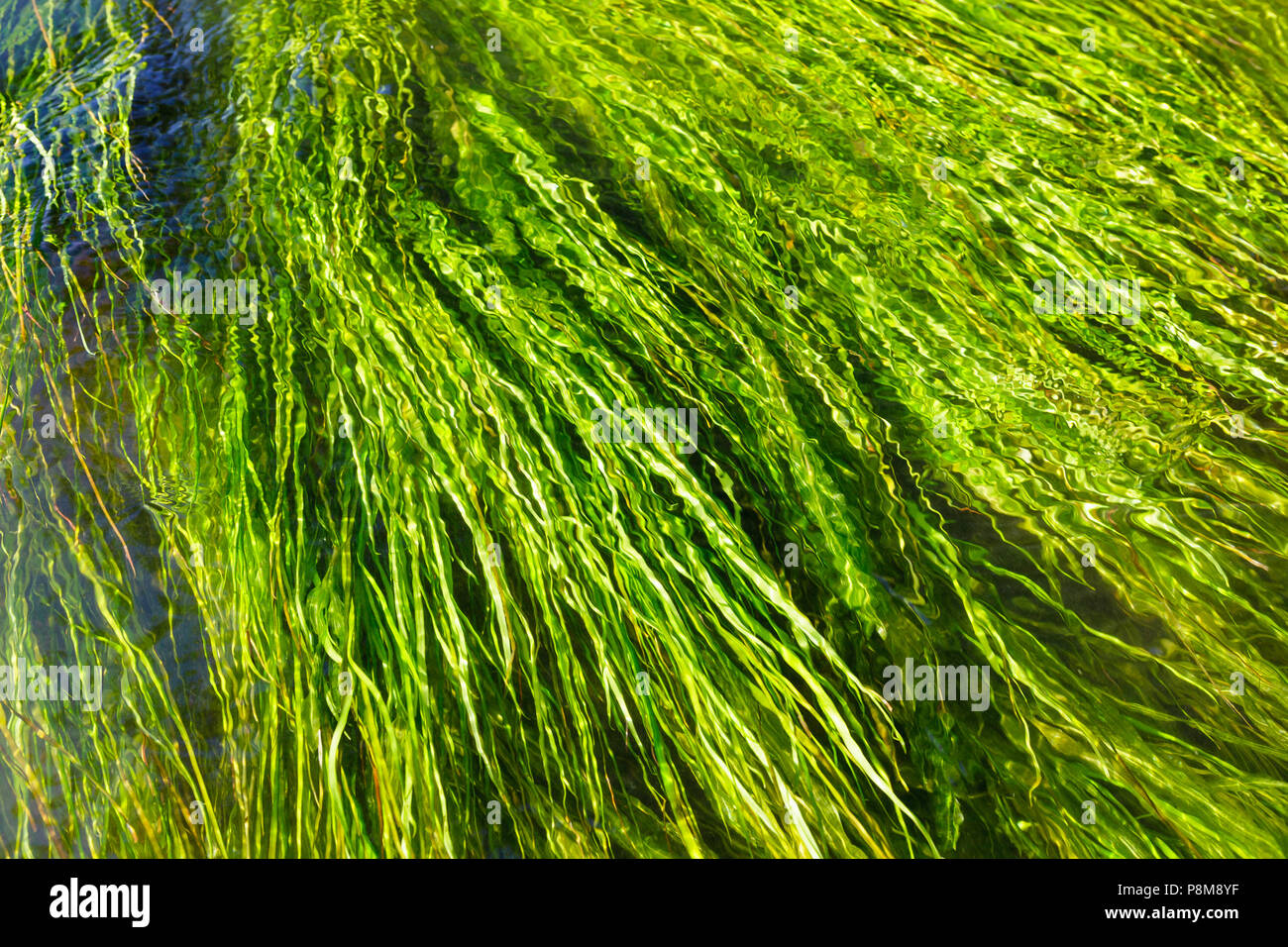 Erba di acqua in chiaro fiume che scorre Foto Stock