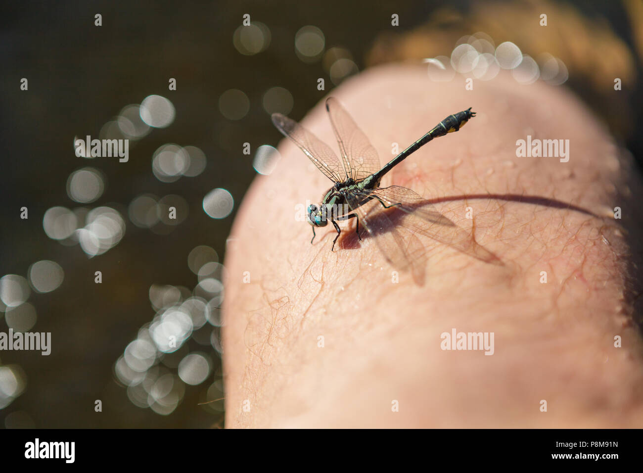 Big dragonfly seduto sulla gamba umana Foto Stock