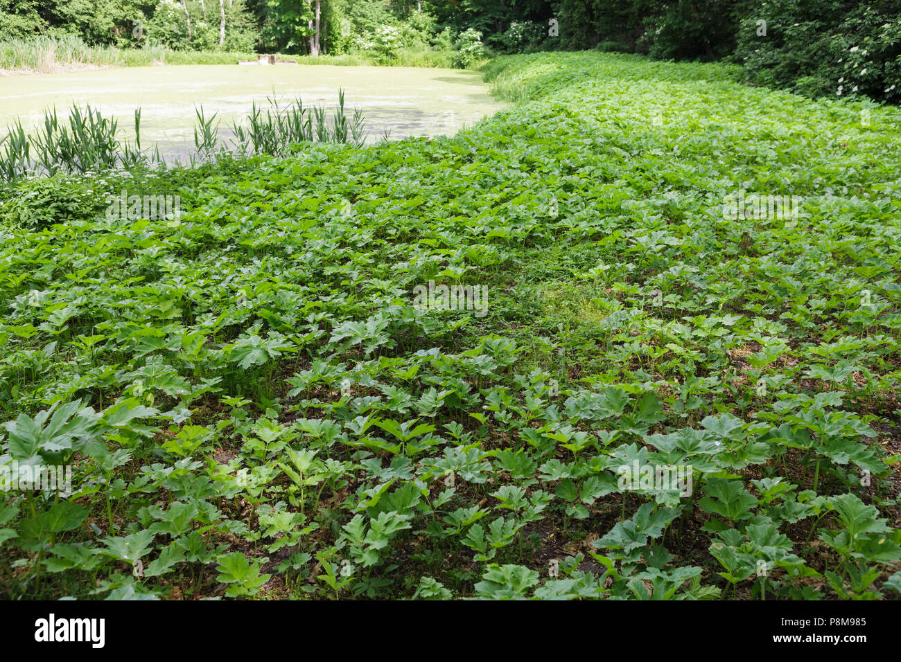Campo di giovani gigante verde hoghweed. Questo pericoloso piante invasive può causare gravi ustioni alla pelle e persino la morte in casi estremi. Foto Stock