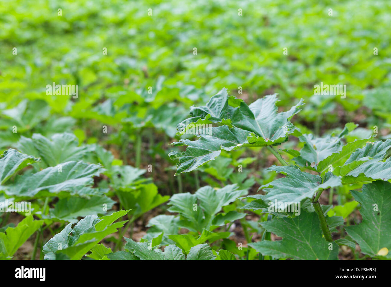 Campo di giovani gigante verde hoghweed. Questo pericoloso piante invasive può causare gravi ustioni alla pelle e persino la morte in casi estremi. Foto Stock