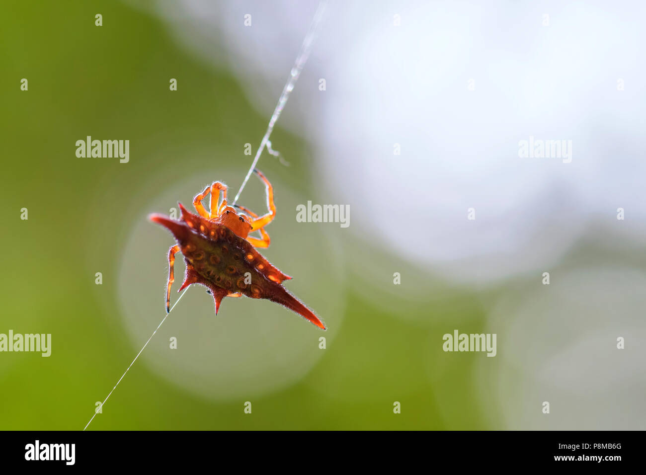Long-winged kite spider - Gasteracantha versicolor, bella spider colorato dal Madagascar foreste. Foto Stock