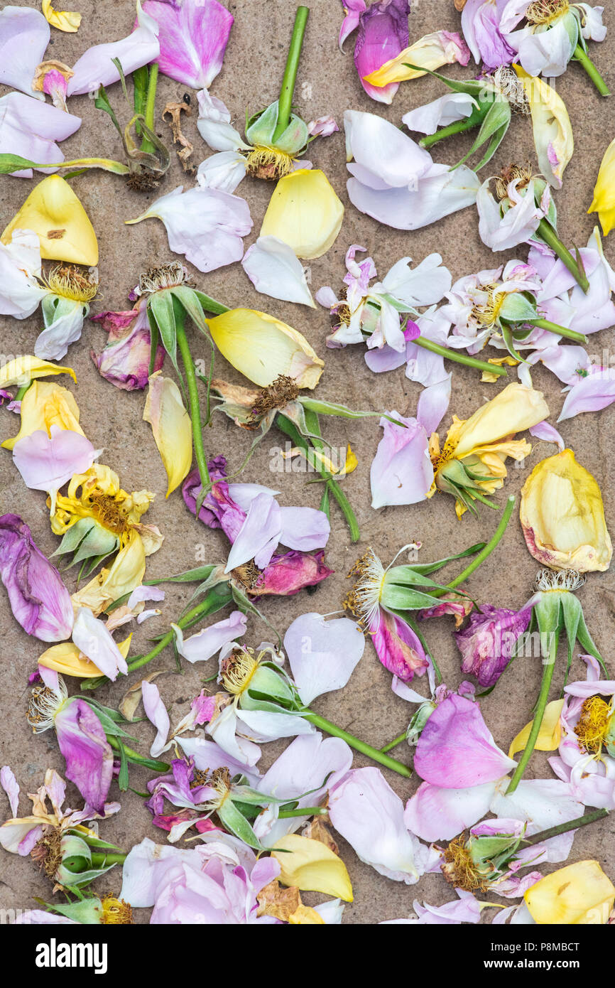 Punto morto rose a fiore e petali su pietra. Foto Stock