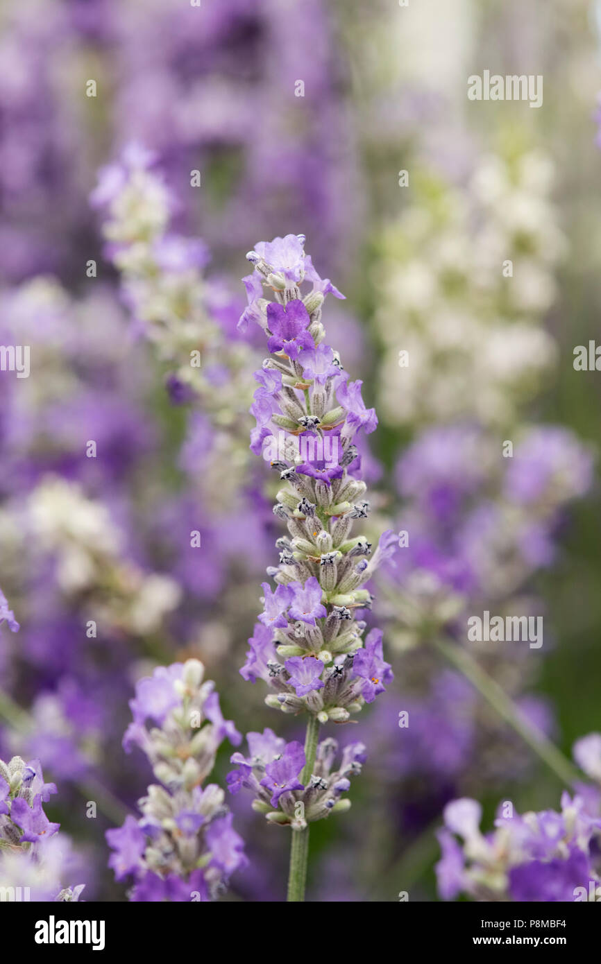 Lavandula x chaytoriae 'Bridehead blu". Lavanda Foto Stock