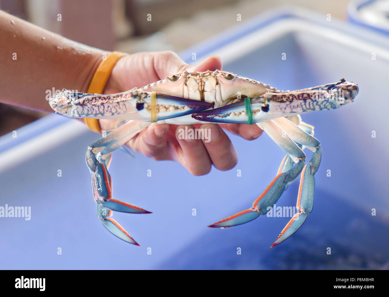 Vista del granchio blu in mano. Profondità di campo. Foto Stock