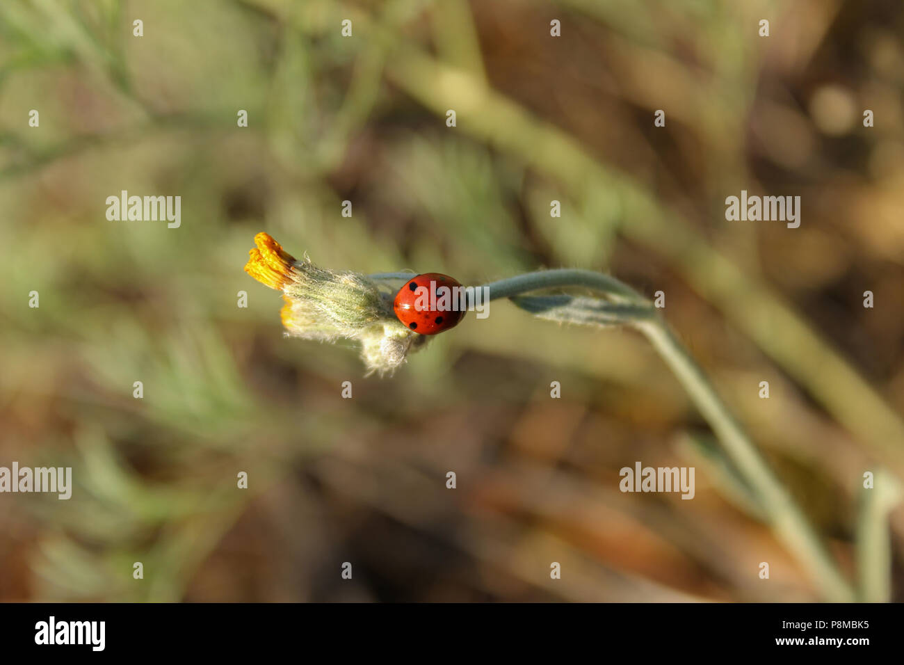 Coccinella su un fiore Foto Stock