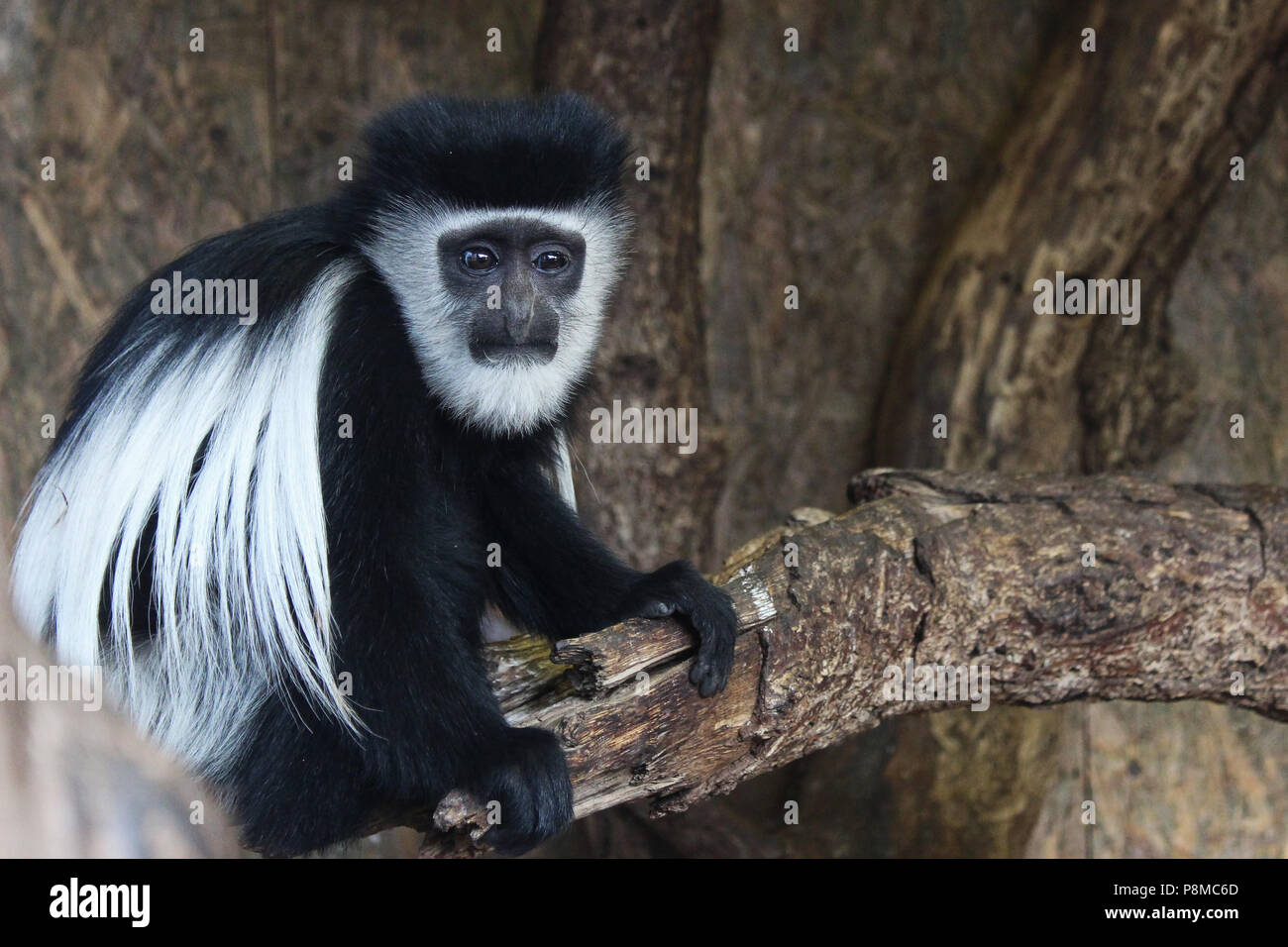 Colobus Monkey su fronda Foto Stock