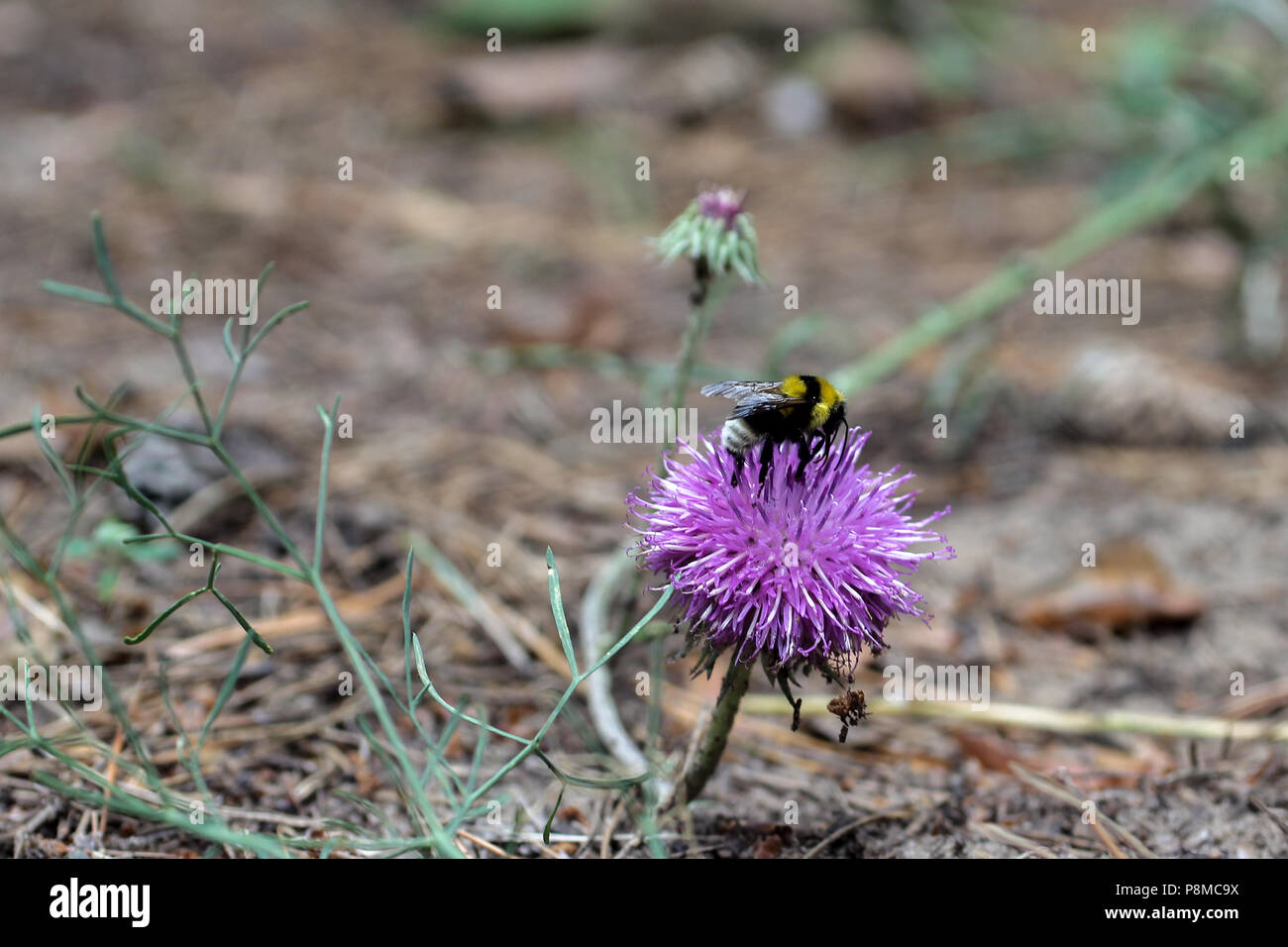 Bumblebee su un fiore Foto Stock