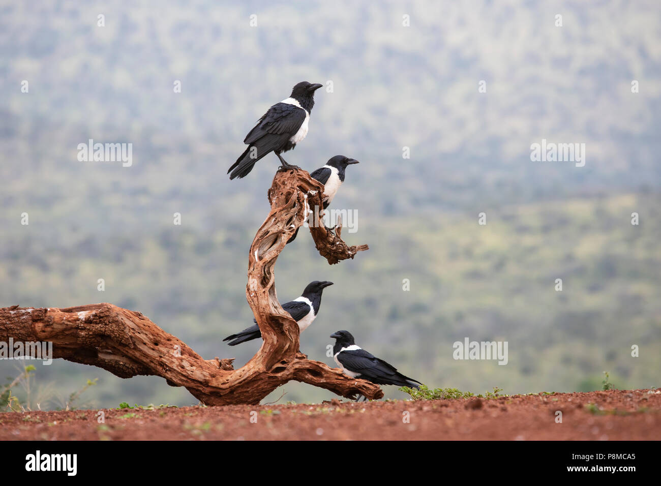 Quattro Pied Crows Corvus albus seduto in un gruppo su un vecchio ramo morto Foto Stock
