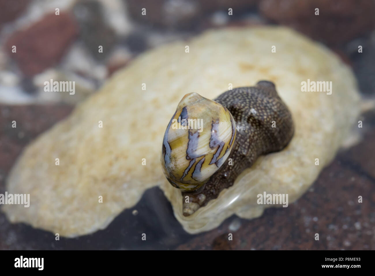 Lumache di mare su Baja California, Messico Foto Stock