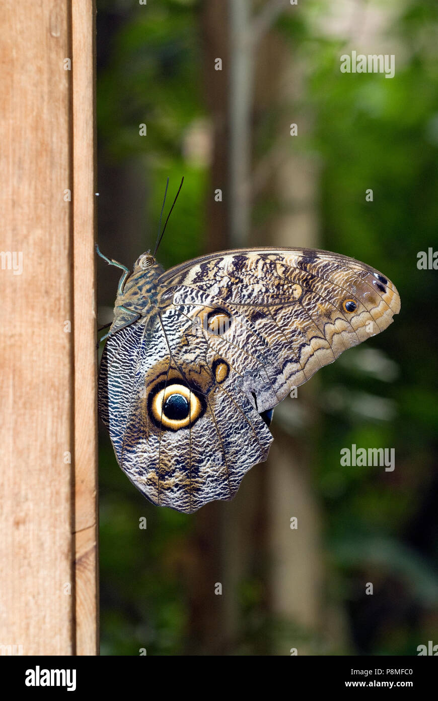 Dusky gigante farfalla Civetta (Caligo illioneus) a Magic Wings Conservatory della Farfalla e Gardens, South Deerfield, contea di Franklin, Massachusetts, STATI UNITI D'AMERICA Foto Stock