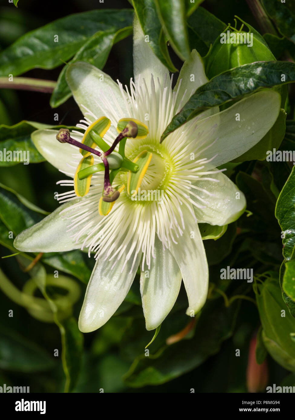 White estate fiore della metà hardy scalatore viticcio, Passiflora caerulea 'Costanza Elliott' Foto Stock