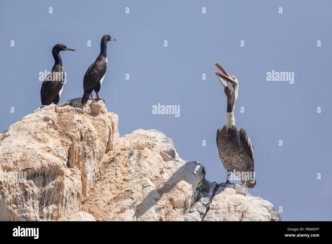 Pellicano peruviano e due Guanay cormorani in piedi su una roccia Foto Stock