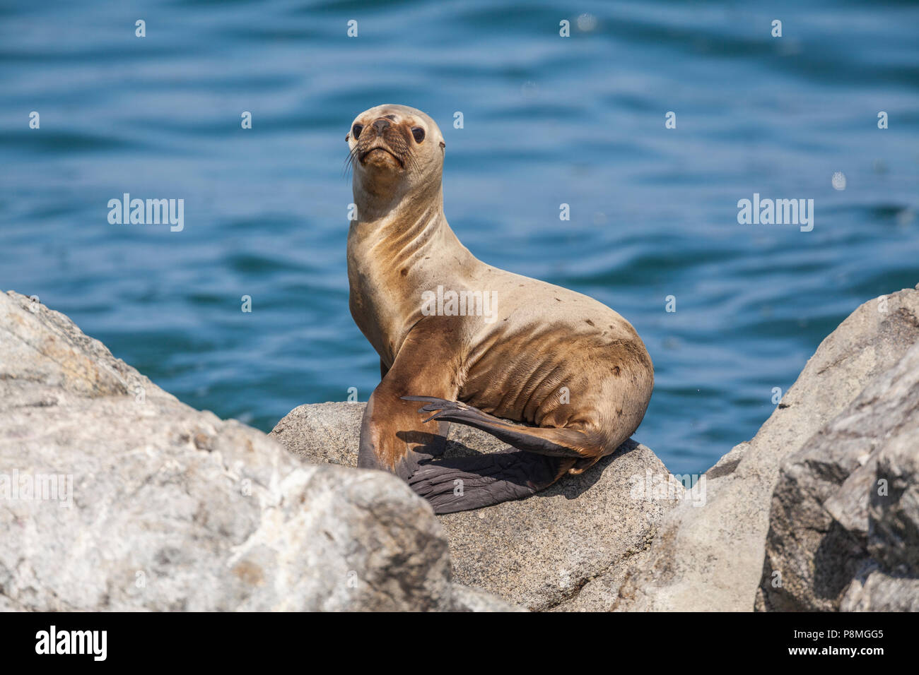 Sud Americana di pelliccia sigillo a prendere il sole sulla roccia in mare Foto Stock