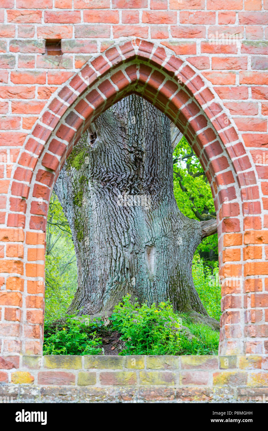 Antica oaktrees crescente tra le rovine di un monastero medievale durante la primavera Foto Stock