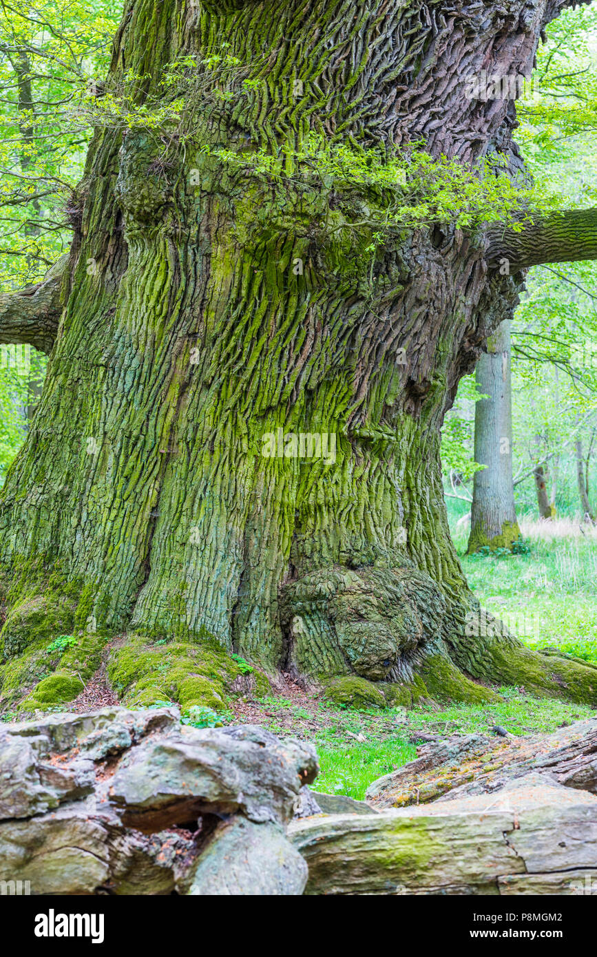 Antica oaktrees durante la primavera Foto Stock