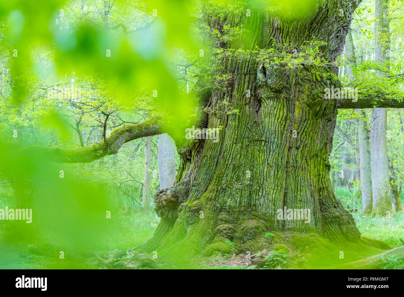 Antica oaktrees durante la primavera Foto Stock