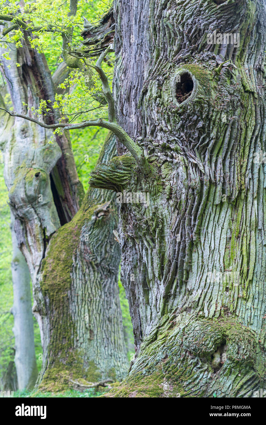 Antica oaktrees durante la primavera Foto Stock