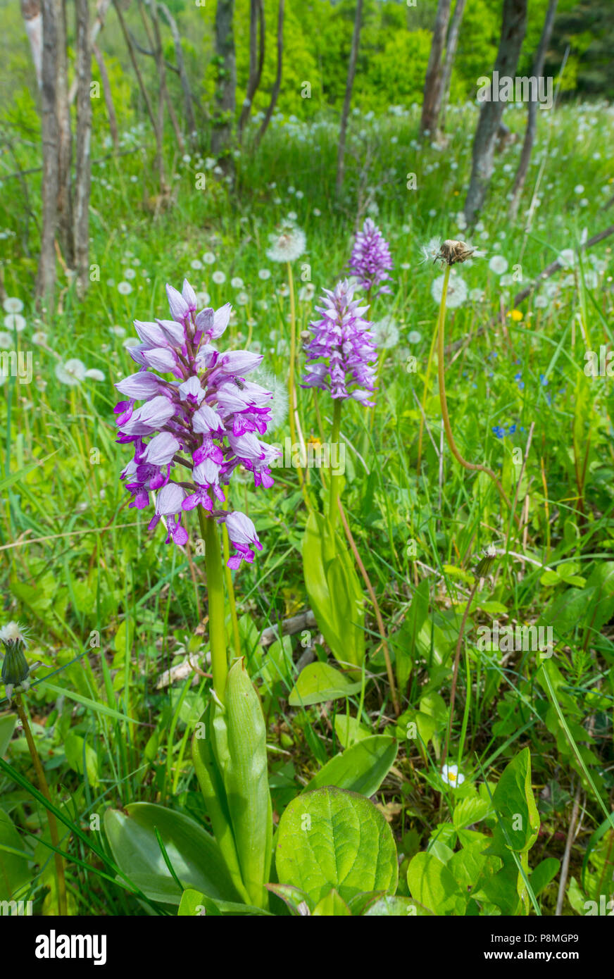 Militare di piante di orchidee (Orchis militaris) in pascoli calcarei Foto Stock