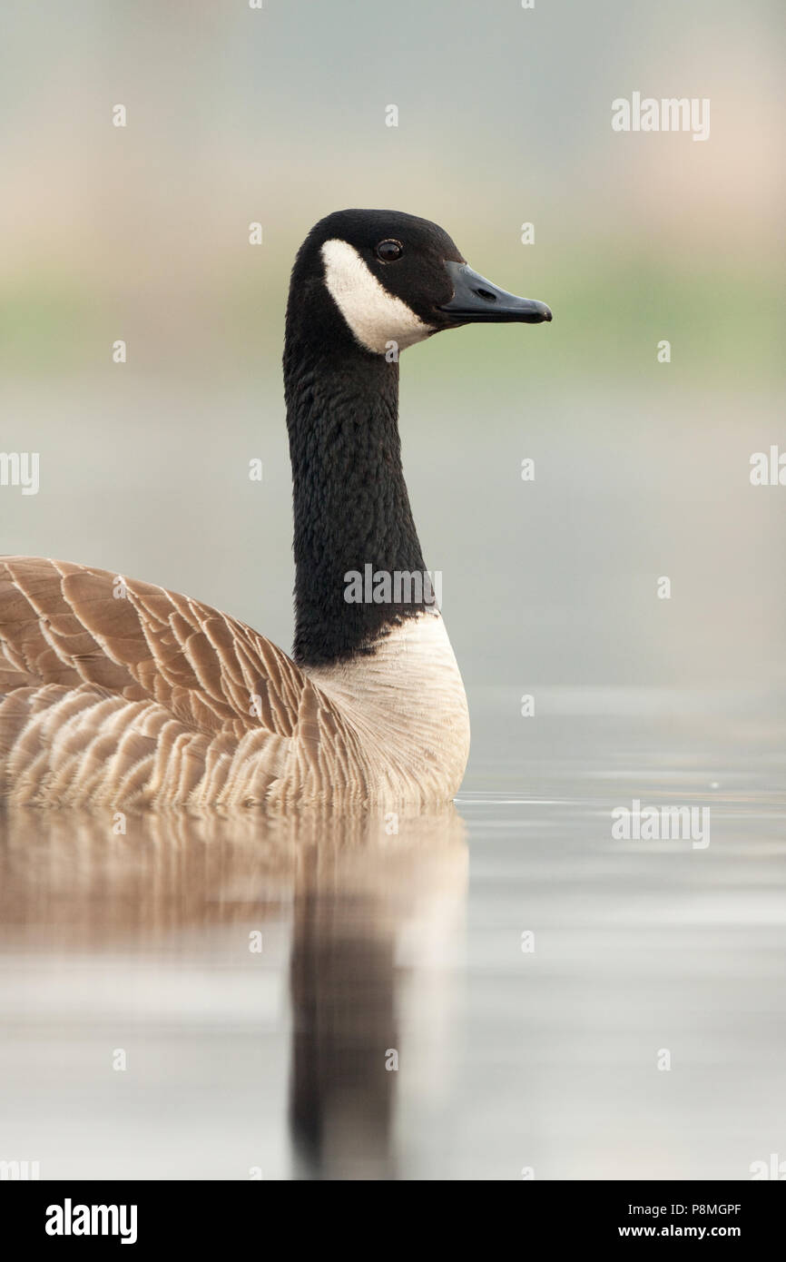 Nuoto Canada goose (Branta canadensis) in Early Morning Light Foto Stock
