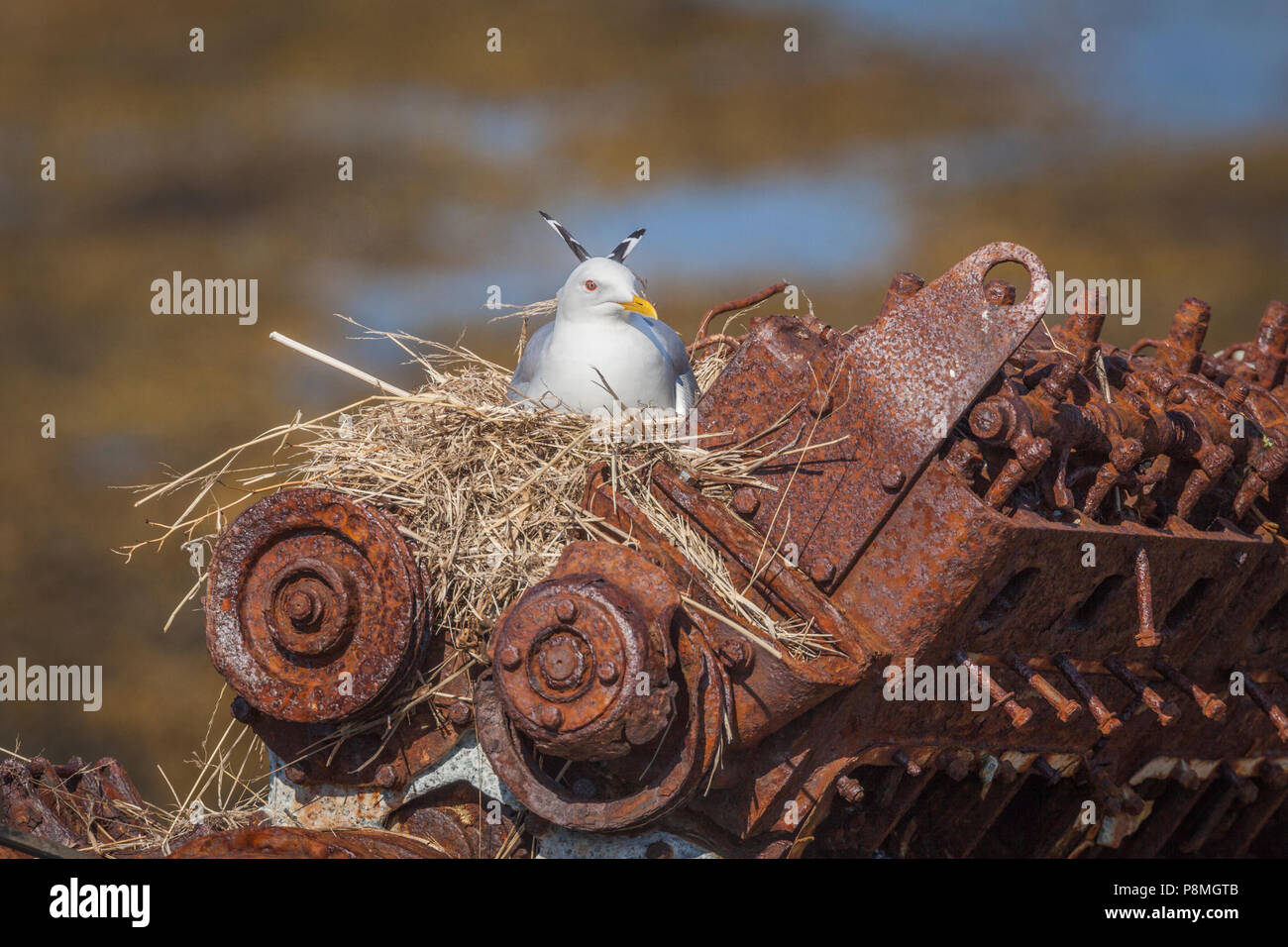 Kittiwake (Rissa tridactyla) presso il suo nido in una vecchia nave arrugginita motore Foto Stock