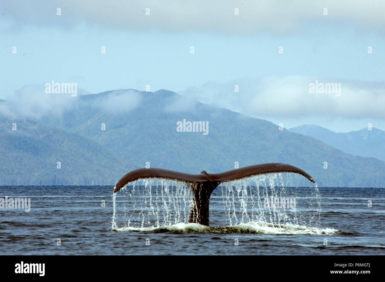 Appena prima di un tuffo un Humpback Whale flette la sua schiena e solleva la sua coda Foto Stock