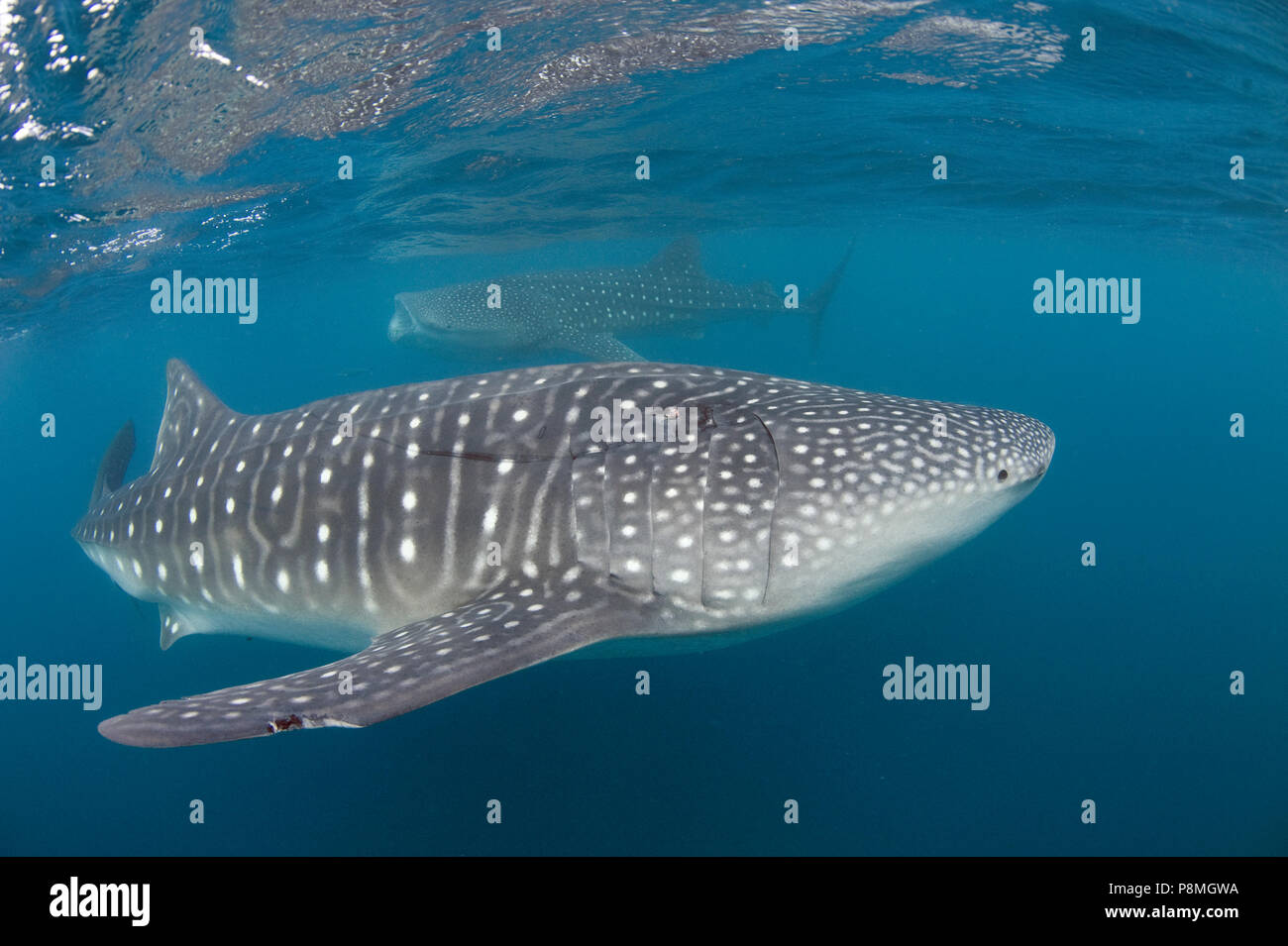 Due squalo balena (Rhincodon typus) vicino alla superficie dell'acqua. Gli squali balena sono una specie in via di estinzione Foto Stock