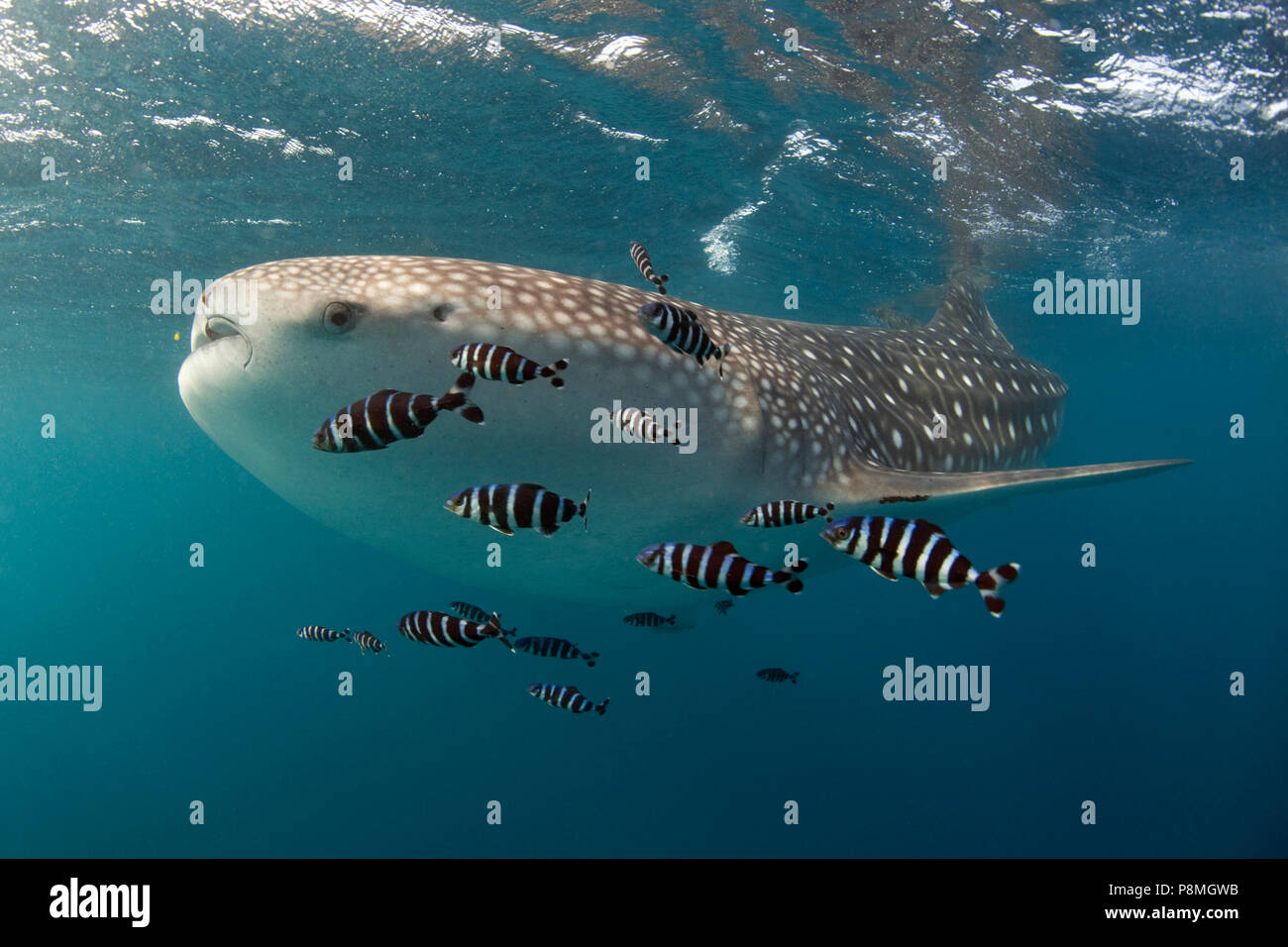 Squalo Balena nuotare vicino tot superficie insieme con un certo numero di piccole bianco e nero a strisce pesci. Gli squali balena sono una specie in via di estinzione Foto Stock
