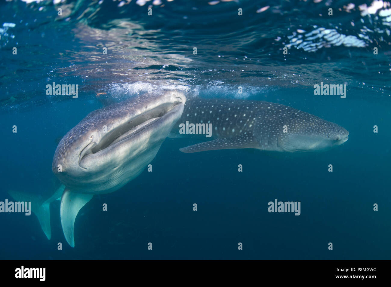 Due squali balena nuoto che mostra sia il modello punteggiato di pelle e la bocca larga. Gli squali balena sono una specie in via di estinzione Foto Stock