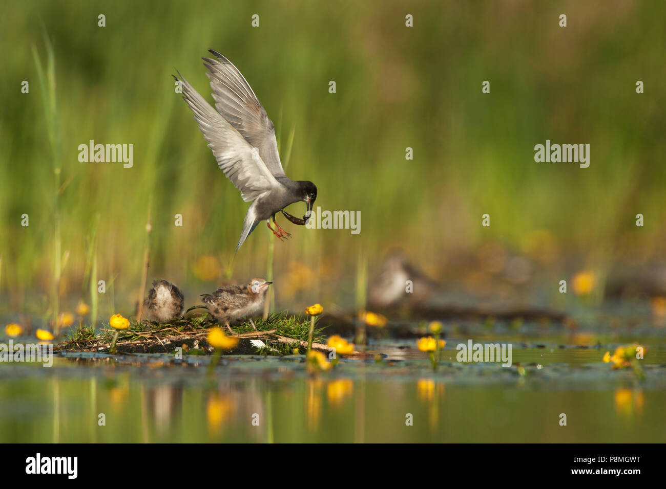 Black Tern (Chlidonias niger) alimentazione di pulcini nel nido artificiale Foto Stock