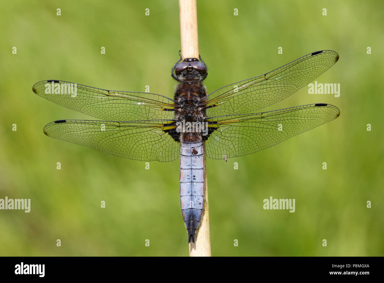 Scarse maschio chaser (Libellula fulva) Foto Stock