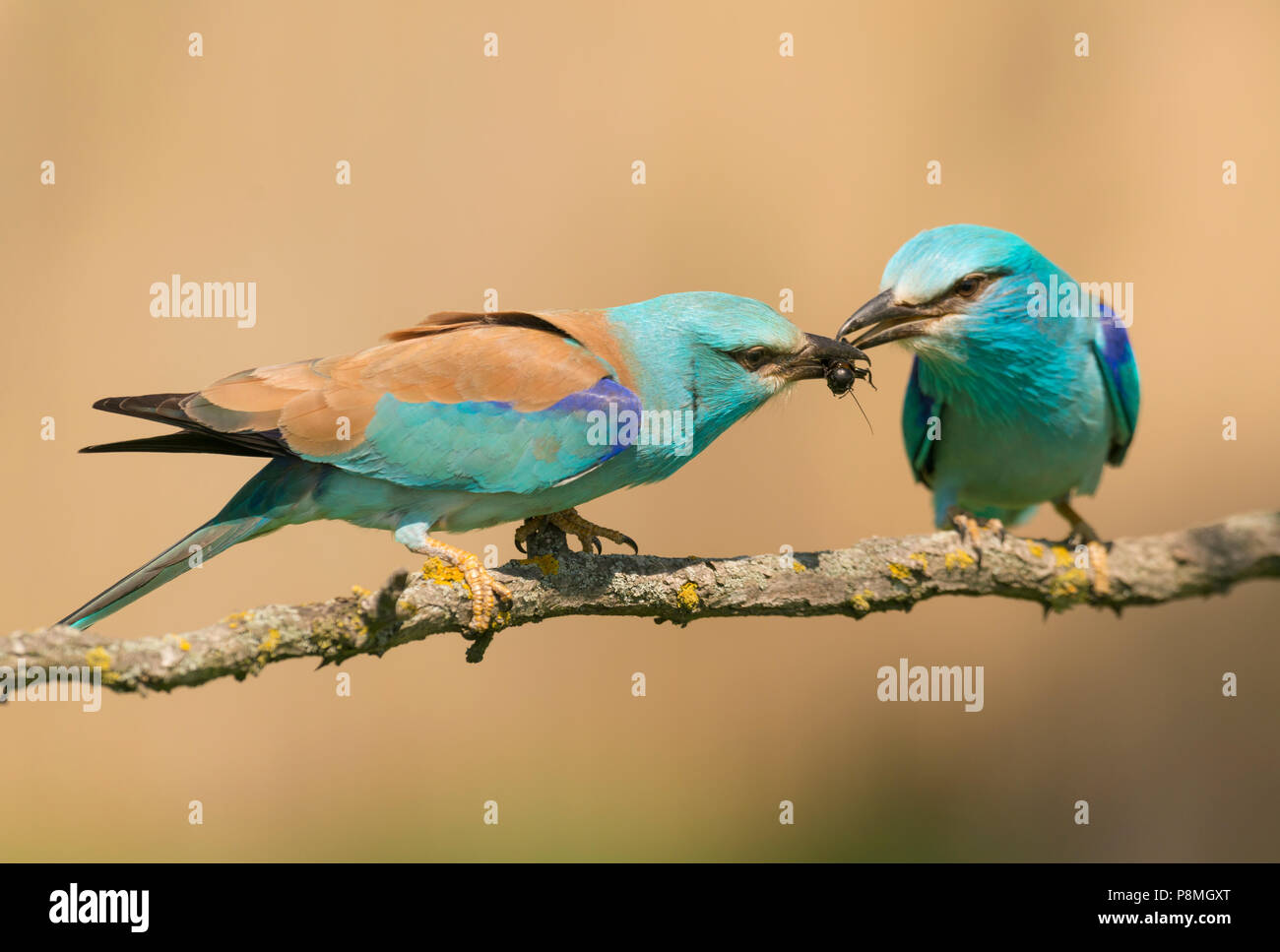 Coppia di rulli (Coracias garrulus) di trasferimento di prodotti alimentari Foto Stock