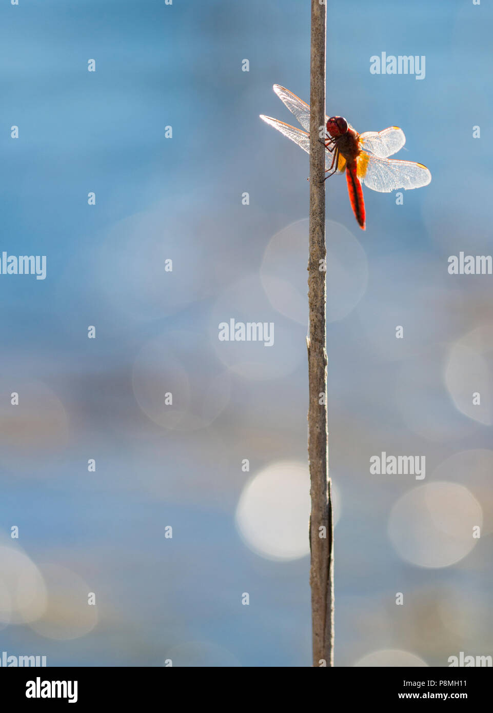Scarlet Darter (Crocothemis erythraea) su reed Foto Stock