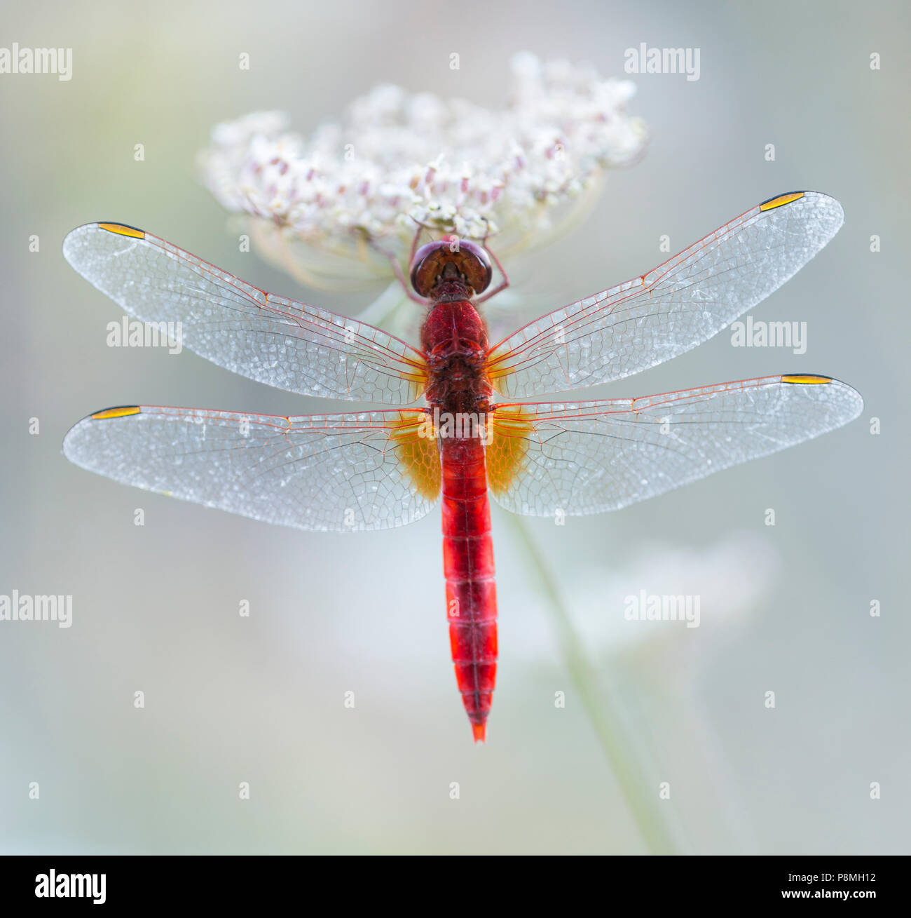 Scarlet darter (Crocothemis erythraea) sul fiore Foto Stock